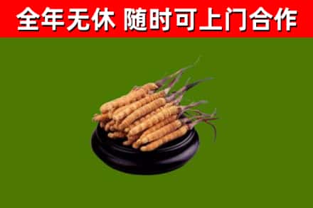 乌鲁木齐回收冬虫夏草