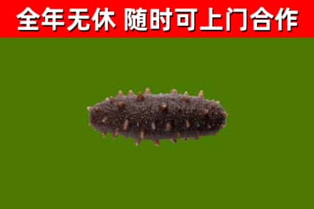 乌鲁木齐回收海参干